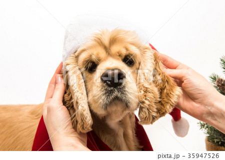 Girl holding dog's ears and play with his dog Girl holding dog's ears and play with his dog 35947526