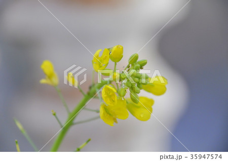 黄色い花 黄色の花 黄色花 35947574