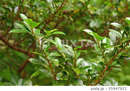 樹木：ヒサカキ　ツバキ科 35947922