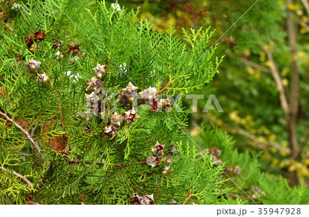 樹木：コノテガシワ　ヒノキ科 35947928