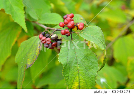 樹木：ウオトリギ　シナノキ科 35948273