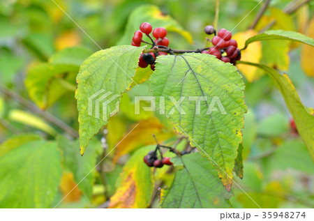 樹木:ウオトリギ シナノキ科 樹木:ウオトリギ シナノキ科 35948274