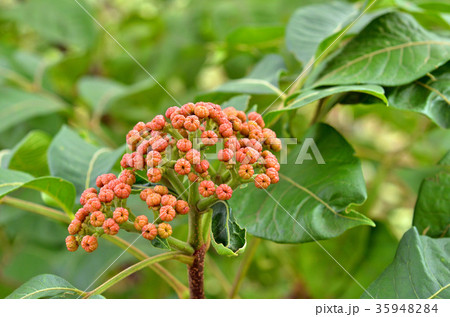 樹木：ゴシュユ　ミカン科 35948284