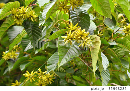 樹木：カレンボク　ヌマミズキ科 35948285