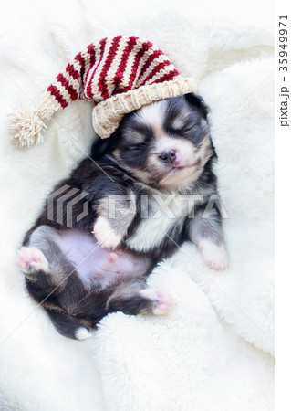 Newborn dog sleep. Newborn dog sleep. 35949971