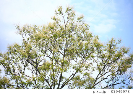 夏空に咲くシマトネリコの花 夏空に咲くシマトネリコの花 35949978