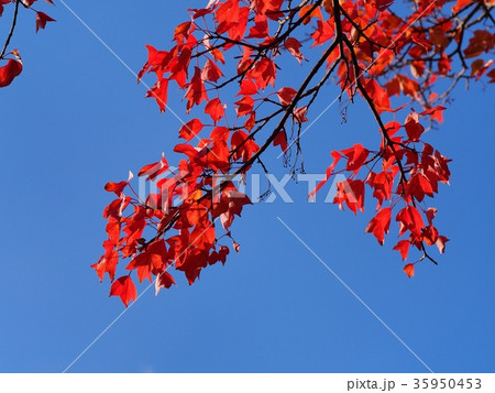 ハナノキの紅葉 ハナノキの紅葉 35950453