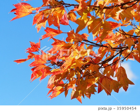 ハナノキの紅葉 35950454