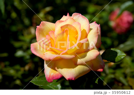 黄色いバラ 35950612