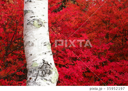 赤と白 赤と白 35952197