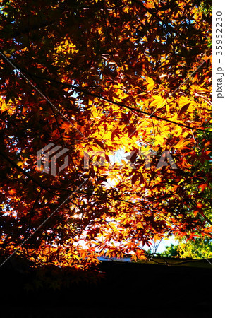 紅葉 紅葉 35952230