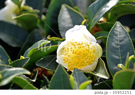 お茶の花 35952251