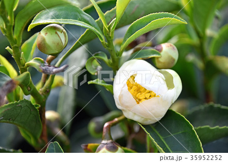 開花寸前のお茶の花 35952252