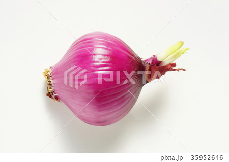 いつの間にか、紫色タマネギの新芽が出ていました-3 35952646