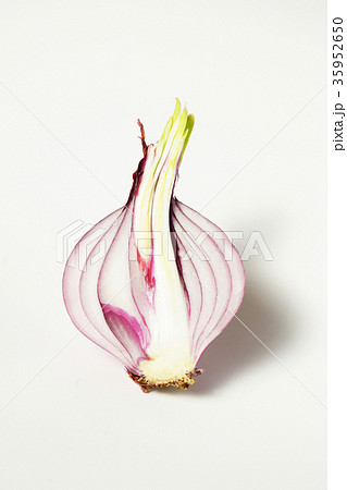 いつの間にか、紫色タマネギの新芽が出ていました（半割）-3 35952650