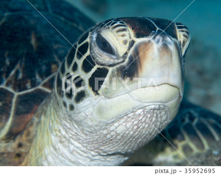 沖縄　ダイビング 35952695