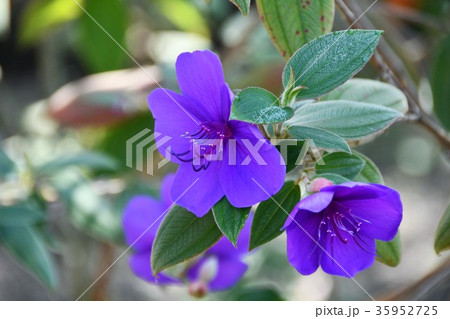 野間大坊　本殿　鐘楼堂　巡拝路　大門　悠紀殿 35952725