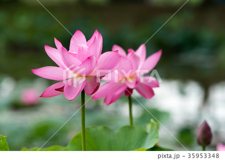【蓮花】行田蓮 【蓮花】行田蓮 35953348