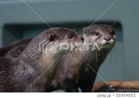 コツメカワウソ コツメカワウソ 35954053
