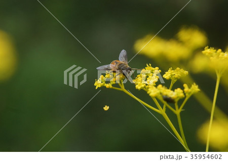 オミナエシの蜜を吸うナミハナアブ オミナエシの蜜を吸うナミハナアブ 35954602