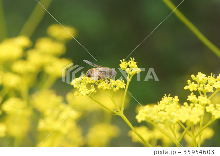 オミナエシの蜜を吸うナミハナアブ 35954603
