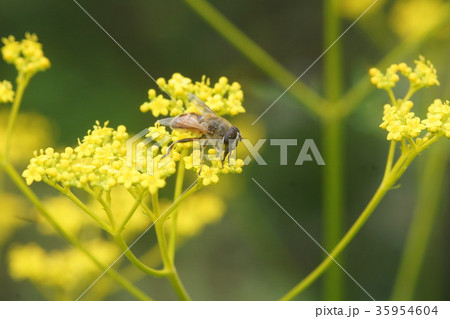オミナエシの蜜を吸うナミハナアブ 35954604