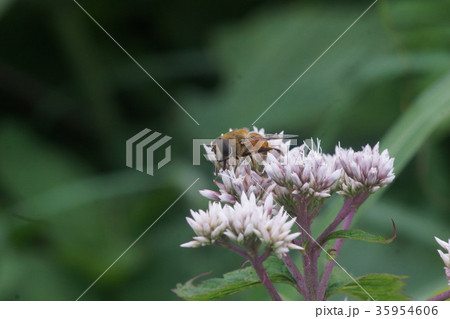 ヨツバヒヨドリの蜜を吸うナミハナアブ ヨツバヒヨドリの蜜を吸うナミハナアブ 35954606