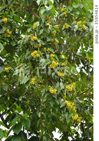 樹木:カレンボク ヌマミズキ科 樹木:カレンボク ヌマミズキ科 35954614