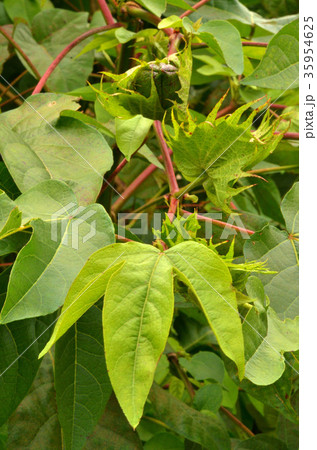 植物:カイトウメン アオイ科 植物:カイトウメン アオイ科 35954625