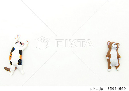寝ている猫と犬：Sleeping cat and dog 35954669