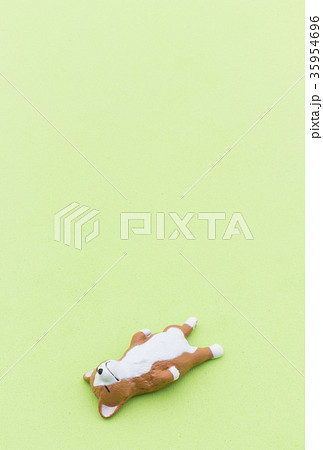 寝ている犬：Sleeping dog 35954696