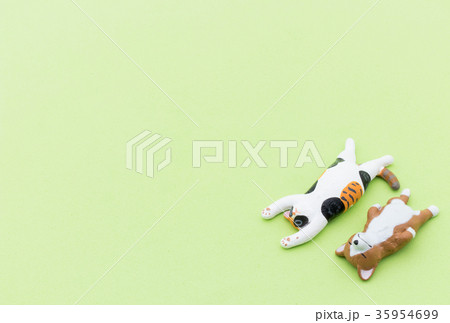 寝ている猫と犬：Sleeping cat and dog 35954699