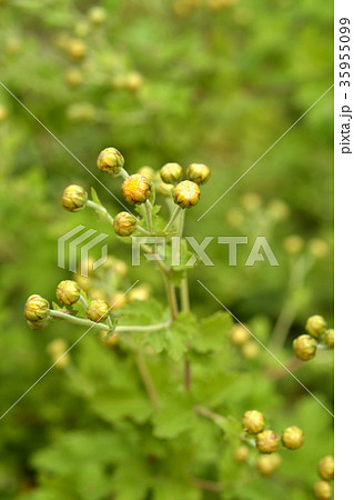 植物：シマカンギク　キク科 35955099