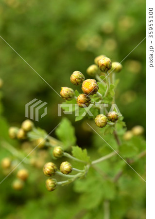 植物：シマカンギク　キク科 35955100