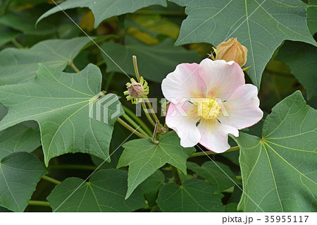 樹木：サキシマフヨウ　アオイ科 35955117