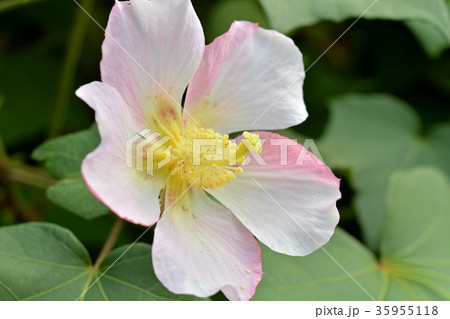 樹木:サキシマフヨウ アオイ科 樹木:サキシマフヨウ アオイ科 35955118