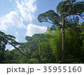 松と竹と青空＠昭和記念公園＠立川(東京) 35955160