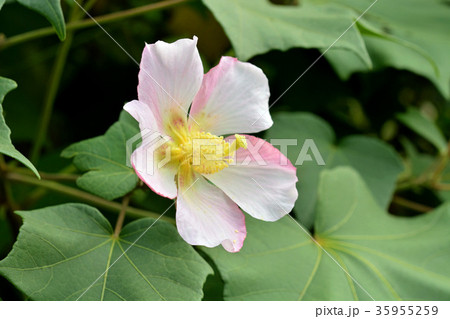 樹木：サキシマフヨウ　アオイ科 35955259