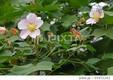 樹木：サキシマフヨウ　アオイ科 35955262