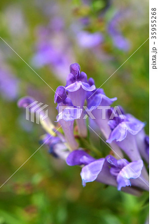 植物：コガネバナ　シソ科 35955268