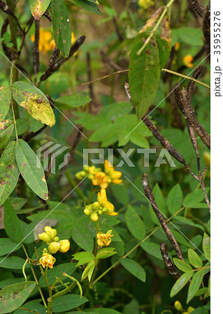 植物:ハブソウ マメ科 植物:ハブソウ マメ科 35955276
