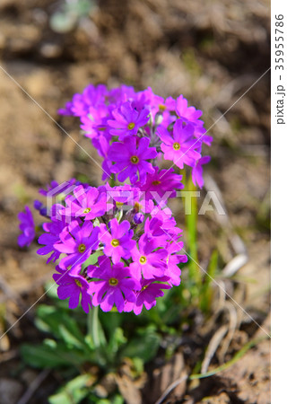 礼文島に咲くレブンコザクラ 35955786