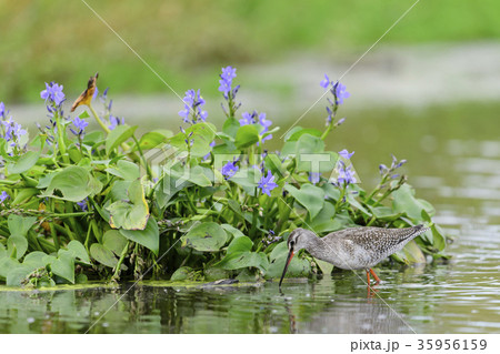 ツルシギ(鶴鷸) 35956159