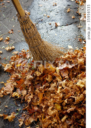 落ち葉掃除 35956535
