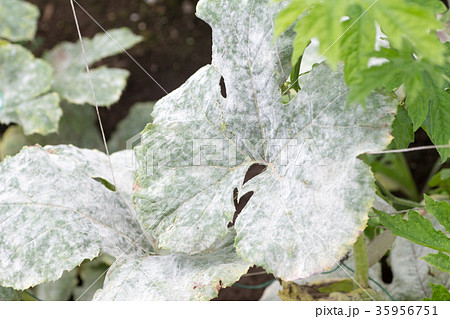 うどん粉病の葉 うどん粉病の葉 35956751