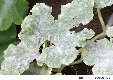 うどん粉病の葉 うどん粉病の葉 35956753