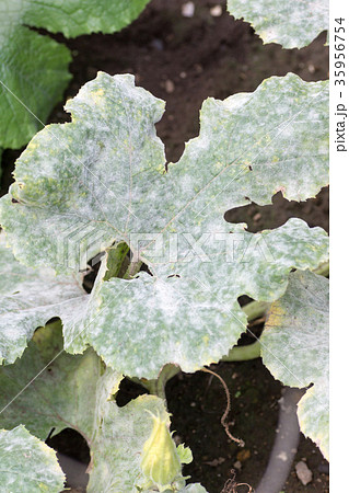 うどん粉病の葉 35956754