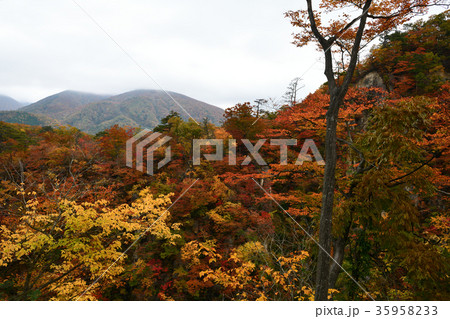 鳴子峡の紅葉（宮城県） 35958233