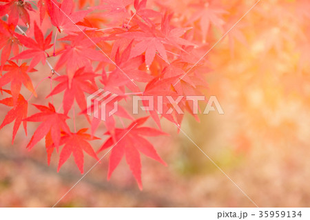 Red maple leaves with blurred background Red maple leaves with blurred background 35959134