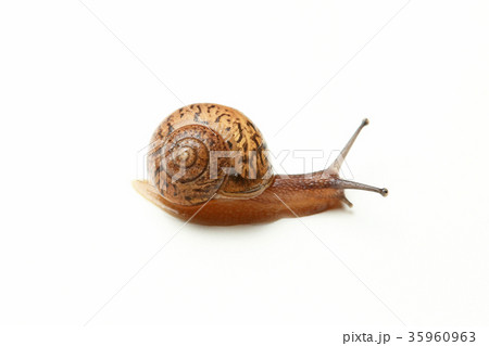 ウスカワマイマイ 35960963